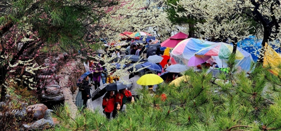 지난 10일부터 19일까지 개최된 제22회 광양매화축제에 누적 122만여 방문객이 찾는 등 역대 최대 상춘객을 불러 모으며 대단원의 막을 내렸다.