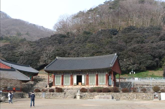 선운사 동백나무숲. 동백나무는 수분이 풍부해 아왜나무 등과 함께 방화수로 쓰이는 나무다.