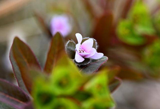 연분홍 꽃이 앙증맞은 노루귀가 풍도 야생화 중 으뜸인 풍도대극 사이에서 수줍게 고개를 내밀고 있다.