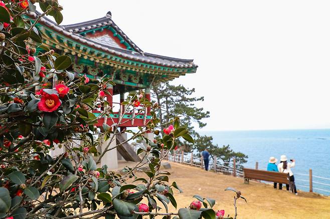 서천 마량리는 동백나무의 북방한계선에 자리한다. 3월 말부터 4월 초까지 동백꽃이 만개할 전망이다.