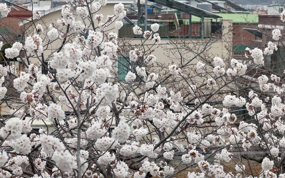 지난 17일 경남 창원 진해구 이동 생활체육시설 주변 '1호 벚나무'에 벚꽃이 만개했다. 연합뉴스