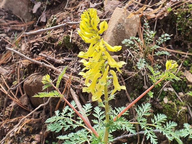 ▲&nbsp;산괴불주머니