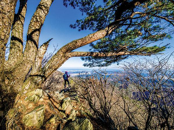 철쭉군락지에서 대운산 가는 길에 아름드리 노송이 발길을 잡아챈다. 절벽 끝에 서자 울산에서 부산에 이르는 동해가 한눈에 펼쳐진다.