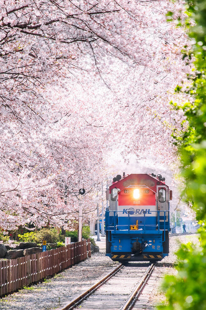 ◇코레일이 운영하는 봄꽃 관광열차. 사진제공=코레일