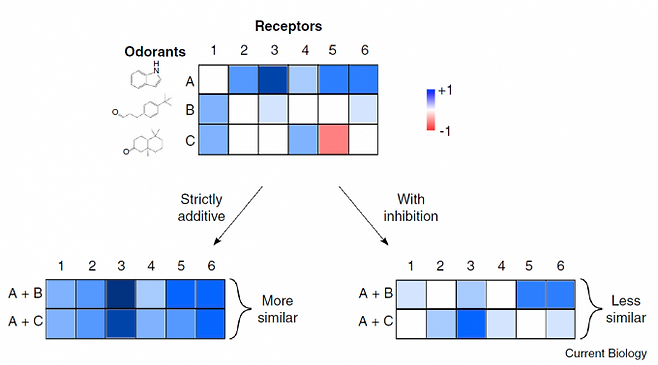 보통 한 냄새분자는 동시에 여러 냄새수용체를 활성화시키지만(위), 냄새분자를 많이 섞을수록 더 많은 냄새수용체가 활성화되는 건 아니다. 만일 그렇다면 냄새분자를 섞을수록 조합이 달라도 냄새가 점점 비슷해지겠지만(아래 왼쪽) 실제는 조합에 따라 냄새가 다르다. 이는 냄새분자가 특정 냄새수용체의 활성을 방해한 결과다(예를 들어 A는 5번 수용체를 활성화하고 C는 방해해 둘을 섞으면 결국 5번 수용체가 활성화되지 않는다)(아래 오른쪽). 이 과정의 구체적인 구조 변화를 밝히는 게 앞으로 남은 과제다. 커런트 바이올로지 제공