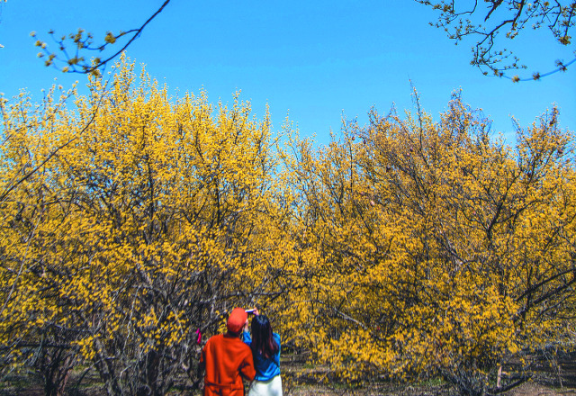 전북 남원시 주천면 용궁마을 산수유 군락지를 찾은 연인이 파란 하늘을 배경으로 노란 산수유꽃을 스마트폰에 담고 있다.