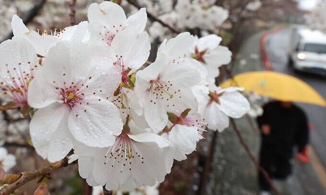 봄비가 내린 지난 21일 오전 한 시민이 제주시 오라동 벚꽃길을 걷고 있다. 연합뉴스