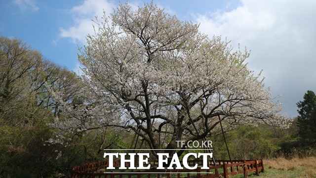 제주도 봉개동 제주왕벚나무(천연기념물 159호, 1호木) / 국립수목원