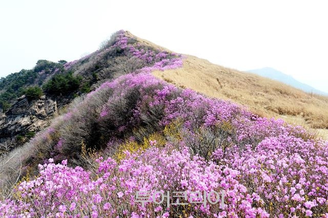 창녕 9경 화왕산 진달래