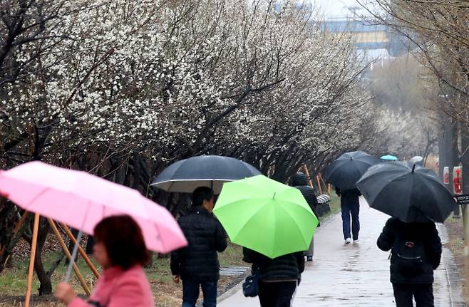 23일 평년보다 최대 11도 정도 높은 따뜻한 날이 예상되지만 오후까지 전국에 비소식이 예보됐다. 사진은 지난 12일 오전 서울 성동구 청계천 하동매실거리에서 봄비를 피해 우산을 쓴 시민들이 산책하고 있는 모습./사진=뉴스1