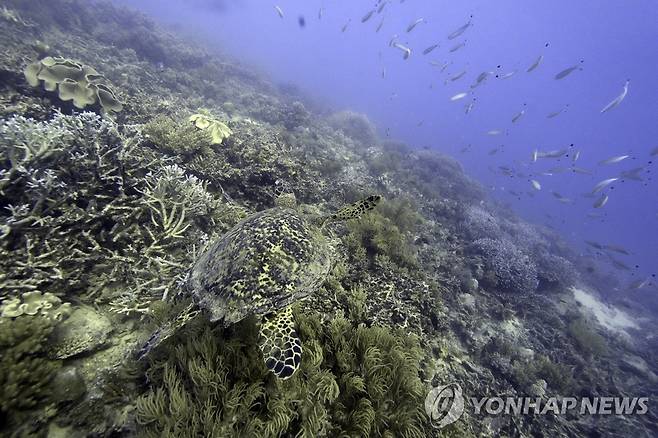 호즈 동부 퀸즈랜드 해안에서 거북이가 산호 위를 헤엄치는 모습. [AP 연합뉴스 자료사진. 재판매 및 DB 금지]