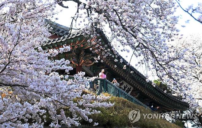 작년 경포대 벚꽃 만개 모습 [연합뉴스 자료사진]