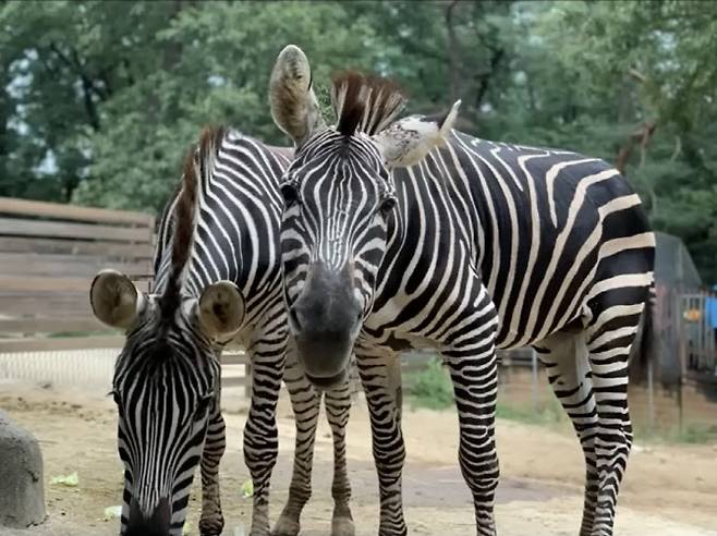세로와 부모가 함께 있는 모습. (사진=서울시설관리공단 유튜브 채널 ‘서시공TV’)
