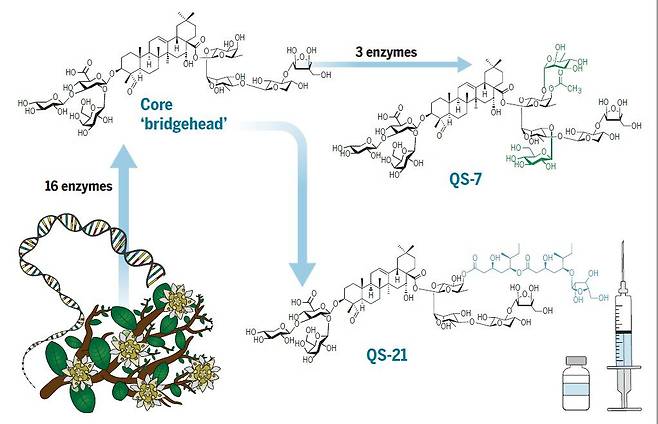 키라야 나무에서는 효소 16개가 일종의 교두보 역할을 하는 핵심 분자를 합성한다. 여기서 대상포진, 말라리아 백신에 면역증강제로 들어가는 키라야 사포닌(QS)21이 만들어진다. 효소 3개가 더 작용하면 코로나 백신에 쓰이는 키라야 사포닌(QS)7이 나온다./Science