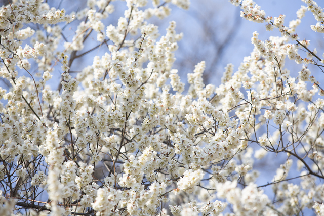 서울 동대문구 홍릉의 매실나무에 하얀 매화꽃이 피어있다. 제공=국립산림과학원