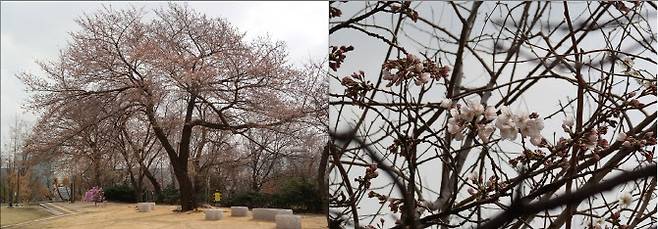 3월 25일 서울기상관측소 벚꽃 개화 모습. 왼쪽이 전경, 오른쪽은 근접 사진(사진=기상청)