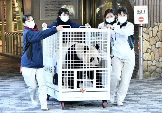 지난달 일본 시라하마 동물원에서 중국으로 보내지고 있는 판다. 연합뉴스
