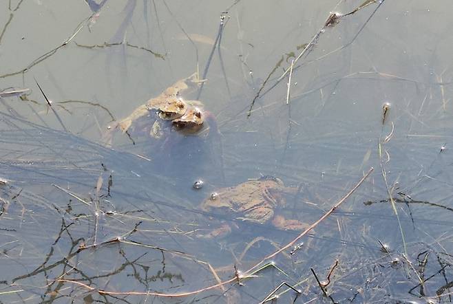 문경돌리네습지에서 두꺼비들이 산란을 하고 있다. (사진=문경시 제공) *재판매 및 DB 금지