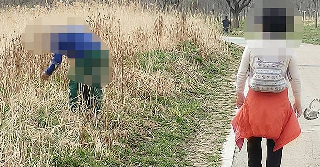 23일 오후 서울 이촌동한공원 산책로 인근 갈대밭에서 한 시민이 봄나물을 캐고 있다.