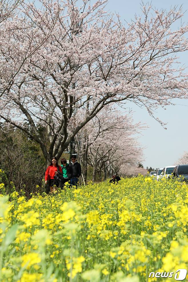 26일 오후 제주 서귀포시 표선면 녹산로에서 상춘객들이 벚꽃과 유채꽃을 구경하고 있다.2023.3.26/뉴스1 ⓒ News1 오미란 기자