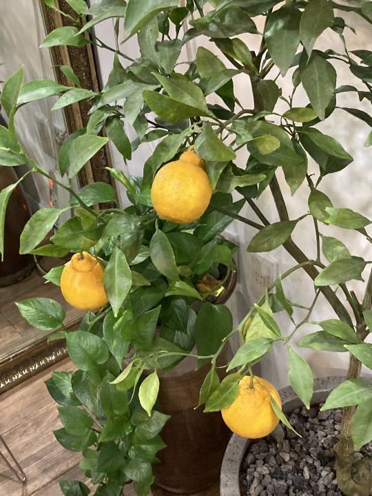 대전 서구 소재의 한 꽃집에 한라봉 나무가 화분에 심어져 있다. 사진=유혜인 수습기자