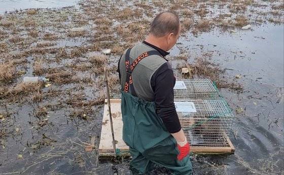 부산 강서구 중사도 서낙동강변에서 뉴트리아 퇴치 전담반 김문광(64)씨가 포획틀에 잡힌 뉴트리아를 확인하고 있다. 포획틀 주변 갈대가 뉴트리아에게 뿌리를 갉아먹혀 고사해 있다. 안대훈 기자