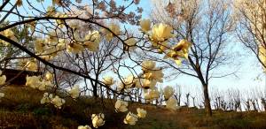 용산 대통령실 무궁화동산에 하연 목련과 살구꽃, 병사처럼 도열한 무궁화나무가 어우려진 풍경.   2022년 4월7일 촬영.