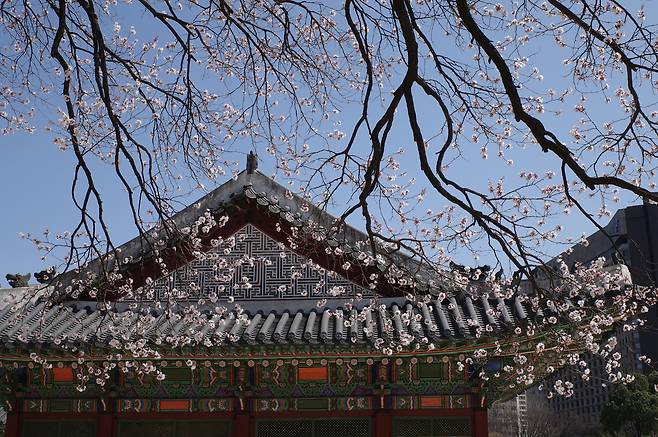26일 서울 중구 덕수궁 석어당 앞에 살구꽃이 활짝 피어있다. 2023년 3월 26일./ 조인원 기자