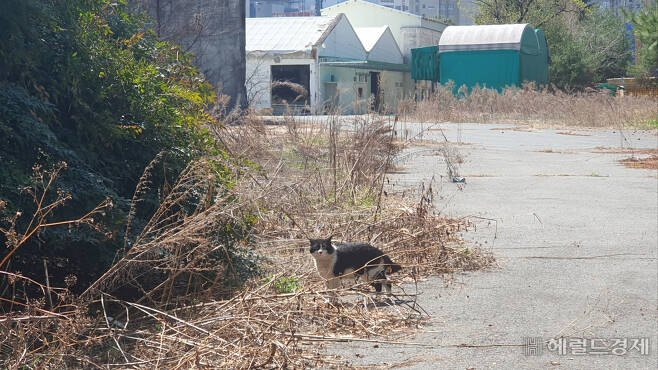 ‘야홍’ 현장에서는 주인 없는 들고양이가 공장장처럼 돌아 다녔다. 서인주 기자