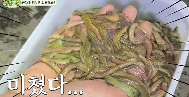 한 유튜버가 서울 한강에서 가늘고 긴 생명체들을 뜰채로 한 번 퍼올리자 플라스틱통 절반을 채웠다. /TV생물도감