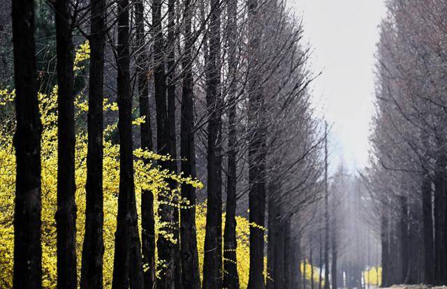 무채색의 메타세쿼이아 나무 사이로 살짝 삐져나온 개나리의 모습은 봄나들이를 떠나는 수줍음 많은 봄 처녀를 닮았다.