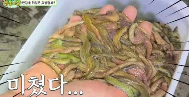 서울 한강에 나타난 강참갯지렁이. 뜰채로 한번 퍼올리자 플라스틱통 절반을 채웠다. 유튜브 채널 'TV생물도감' 영상 캡처