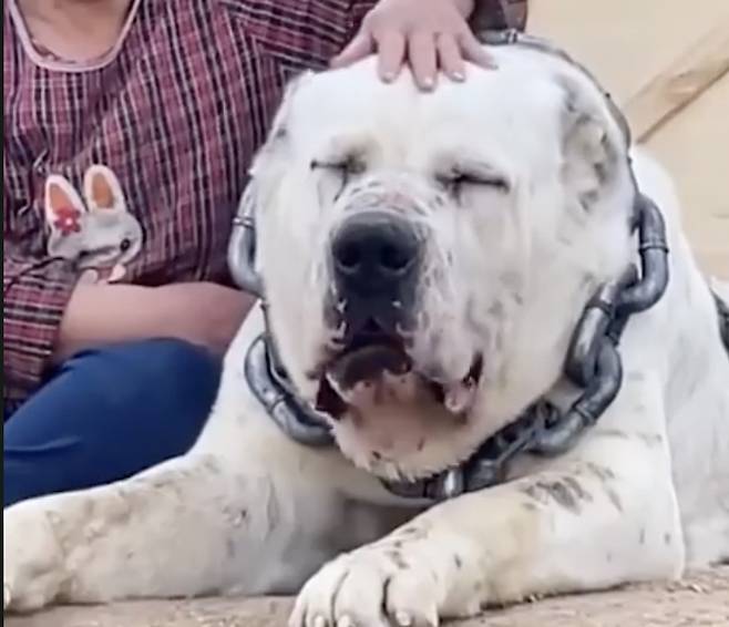 [틱톡 @bigdoglover]