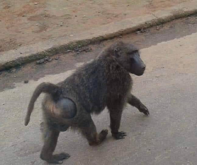 대만 동물원 탈출한 개코원숭이…포획 직후 숨져 [페이스북 我是新屋人. 재판매 및 DB 금지]