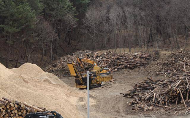 울진의 또 다른 산불피해목 집하장에 피해목과 톱밥으로 갈린 목재칩이 쌓여 있다. 목재 파쇄기(사진 가운데) 주변에는 방금까지 잘려 나간 목재가 뒹굴고 있는데 한눈에 봐도 지름이 12cm를 넘었다. 울진=김현종 기자