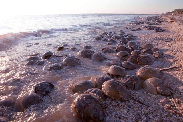 투구게 ⓒJan van de kam