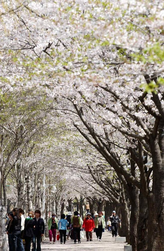 4월 8~9일 인천대공원에서는 벚꽃축제가 열린다.|인천시 제공