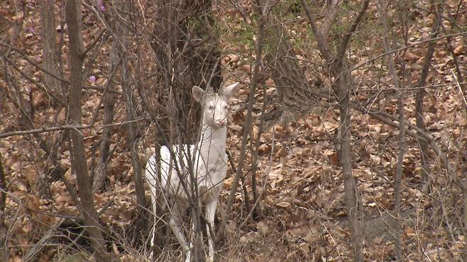 A white roe deer spotted in a hill in Wonju, Gangwon Province. (LG HelloVision)