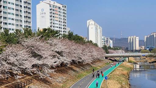 의정부 부용천 주공그린빌 앞 벚꽃. 이번 주말을 지나면 절정을 이룰 것으로 보인다. 김동일기자 
