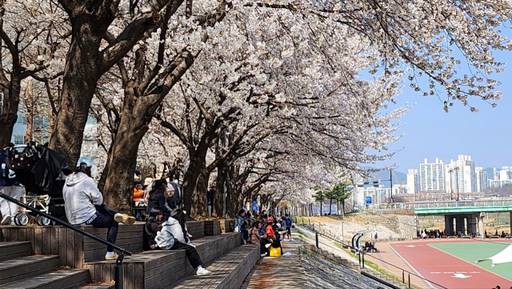 의정부 중랑천변 동막교광장 인라인스케이트장 주변 벚꽃, 시민들이 벚꽃나무 그늘에 앉아 있다. 김동일기자