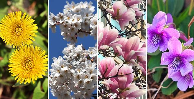 1년 중 가장 화려한 절기입니다. 가장 설레는 절기이기도 합니다. 사방이 꽃이니까요. 왼쪽부터 민들레, 벚꽃, 목련, 제비꽃. 이승환 기자