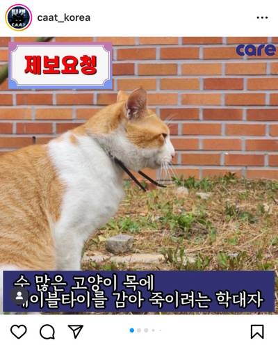 팀캣(C.A.A.T) SNS 캡처