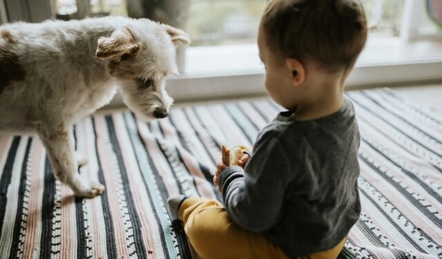 고양이와 개에 노출된 아동이 그렇지 않은 아동보다 식품 알레르기 발병률이 낮다는 연구결과가 29일 공개됐다. 제공=CNN