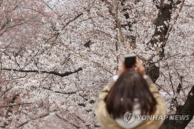 벚꽃 찰칵 [연합뉴스 자료사진]