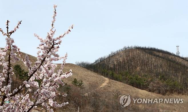 봄은 어디 갔나? (동해=연합뉴스) 유형재 기자 = 지난해 3월 대형산불이 났던 강원 동해시 대진동 일원의 산이 20일 봄이 왔음에도 아직 새 생명을 키워내지 못한 채 시커멓게 변해 있다. 2023.3.20 yoo21@yna.co.kr