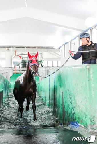 말 수영 훈련 모습(한국마사회 제공)