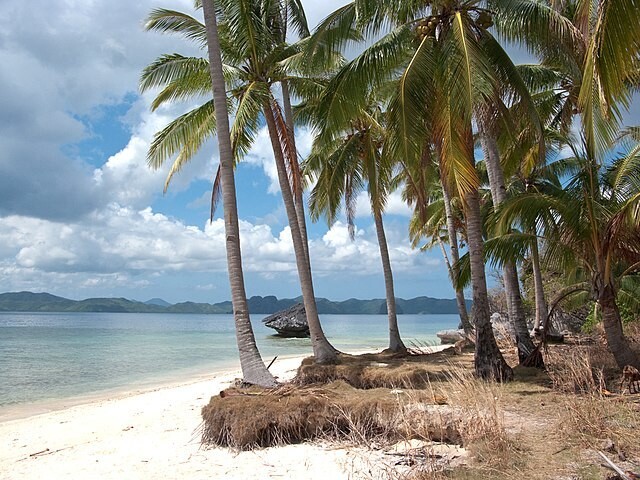 필리핀 팔라완 섬 엘니도의 코롱 코롱 해변에 코코넛 나무가 자라고 있다. 코코넛과 망고 등 과일 나무가 풍부한 열대 지방 사람들이 게을러서 가난하다는 편견과 달리 그곳 사람들은 부자 나라 사람들보다 훨씬 열심히 일한다. 위키미디어 코먼스