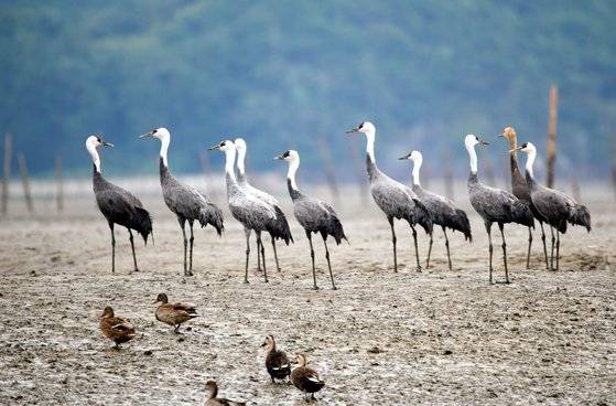 순천만을 찾은 흑두루미. 중앙포토