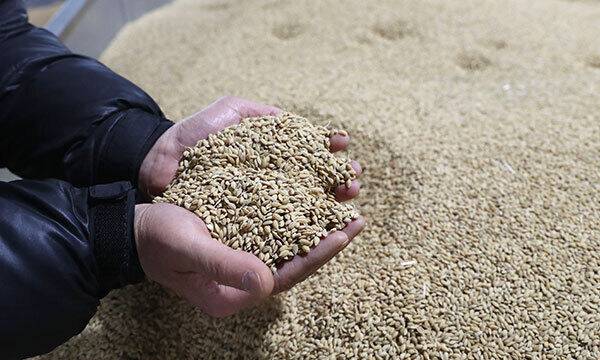 30일 경기도의 한 미곡종합처리장 저온창고에서 관계자가 수매후 보관 중인 쌀을 살펴보고 있다. 뉴스1