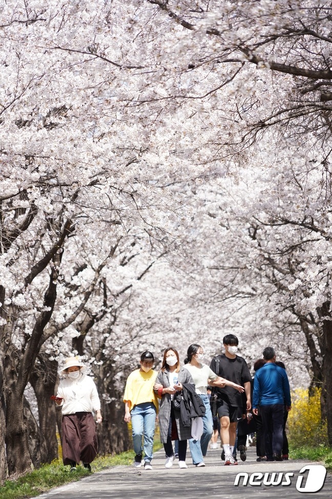 충북 보은군 보은읍 보청천변 벚꽃길을 찾은 상춘객들이 봄기운을 만끽하고 있다. (보은군 제공)